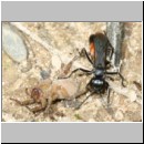 Anoplius infuscatus - Wegwespe 05e 12mm mit Trochosa cf terricola-Wolfspinne-Weibchen.jpg